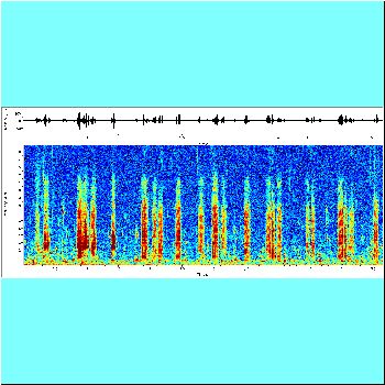 Agamyxis pectinifrons_spectrogram.png